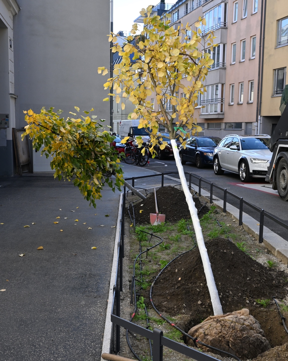 28 neue Bäume für Währing im Jahr 2025